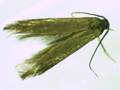 Coleophora violacea